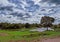 A lonely tree grows on the river bank against a blue sky with white clouds