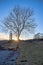 Lonely tree in hafrsfjord, stavanger