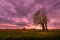 lonely tree , haystack sunset