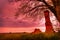 Lonely tree , haystack sunset