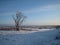 Lonely tree on a high rise over the vast expanses of snow-covered meadows in winter day before sunset