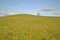 A lonely tree on a hill in the steppe