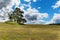 Lonely tree on the horizon. Dry pasture. Small pine tree on blue sky with clouds.