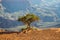 Lonely tree inside Grand Canyon, USA