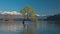 The Lonely tree of Lake Wanaka and snowy Buchanan Peaks, South Island, New Zealand