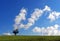 Lonely tree, the lonesome tree in green mountain field