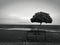 Lonely tree at a marina with an ocean view