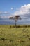 Lonely tree in Masai Mara
