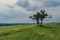 Lonely tree in the meadow.