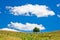 Lonely tree on a meadow against blue sky and white clouds, southwest Serbia