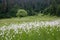 Lonely tree in a meadow with flowering narrow leaved cotton grass, summer background