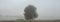 Lonely tree in the meadow in the foggy time of the summer season