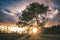 Lonely tree on meadow at sunset with sunrays and Cloudy Sky