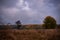 Lonely tree in the middle of a broad clearing. A picturesque and wild place in the autumn season