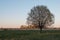 A lonely tree in the middle of a field against a village. Gorgeous crown. Half-open leaves. Spring landscape