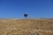 A lonely tree in the middle of the fields