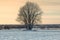 Lonely tree in middle of snowed field