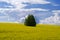 A lonely tree in the midst of a field of blooming canola against a blue sky with clouds