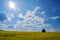 A lonely tree in the midst of a field of blooming canola against a blue sky with sun