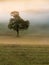 Lonely Tree in the Mist