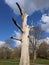 Lonely tree at moat park, Maidstone, Kent, Medway, UK United Kingdom