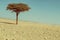 Lonely tree in the Moroccan desert