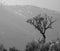 Lonely Tree from the Mountain, hiking to `Fisgas do Ermelo` in Serra do Alvao, Mondim de Basto.