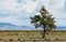 Lonely tree in mountains. Mongolia