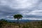 Lonely tree in the mountains in province of Girona, Catalunya