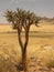 Lonely tree in namibian desert