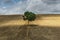 Lonely Tree near Auxerre France