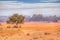 A lonely tree near the Lawrence spring at Wadi Rum, Jordan