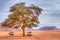 A lonely tree near the Lawrence spring at Wadi Rum, Jordan