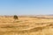 Lonely tree, Negev Desert