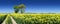 Lonely tree next to a rural path running among green fields