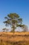 Lonely tree on the Noordsche Veld nature area in Drenthe