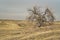 Lonely tree in northern Colorado prairie