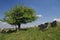 Lonely tree on old Jewish cemetery