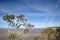 Lonely tree over a precipice