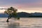 Lonely tree over Wanaka water lake with mountain background