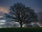 Lonely tree and partly cloudy dawn