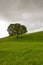 Lonely tree on the pasture in Yorkshire Dales