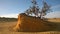 Lonely tree in pinnacles desert national park