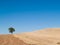 Lonely tree on a plain carved field