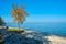 Lonely tree on a river beach on a foggy morning