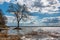 Lonely tree on a riverbank during spring flood.