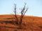 Lonely Tree in Rural Maryland