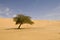 Lonely tree on Sahara