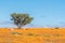 Lonely tree in a sea of orange daisies