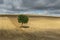 Lonely Tree with Shadow Auxerre